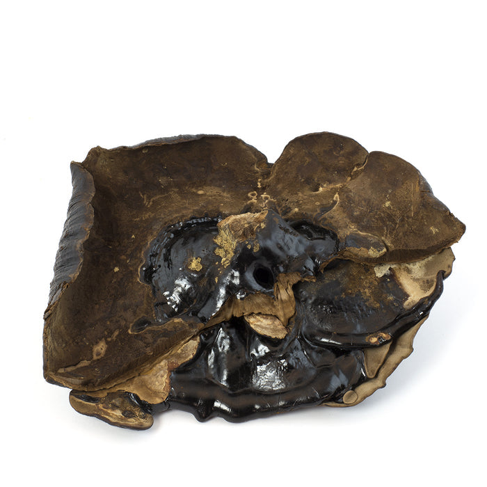 Lucid Ganoderma / Black LingZhi / Reishi (16oz)