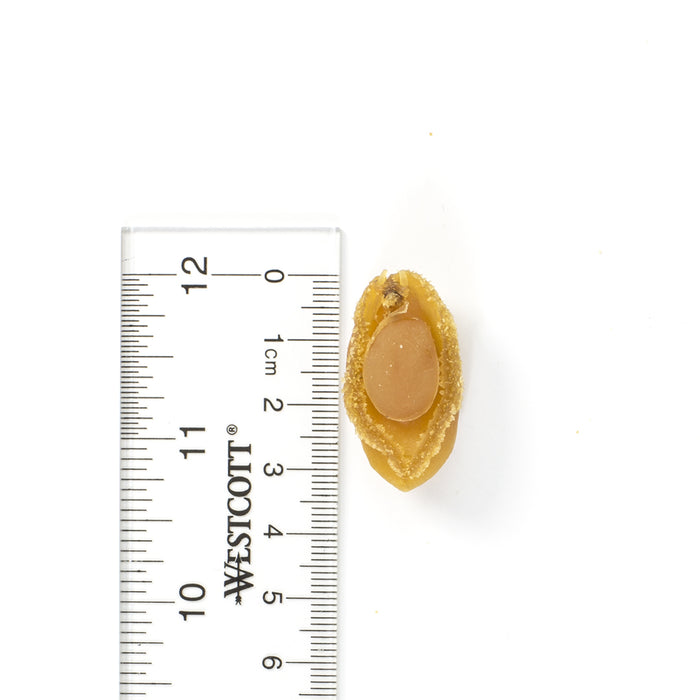 Mini Dried Abalone #569 (28~32 Pcs/Lb)