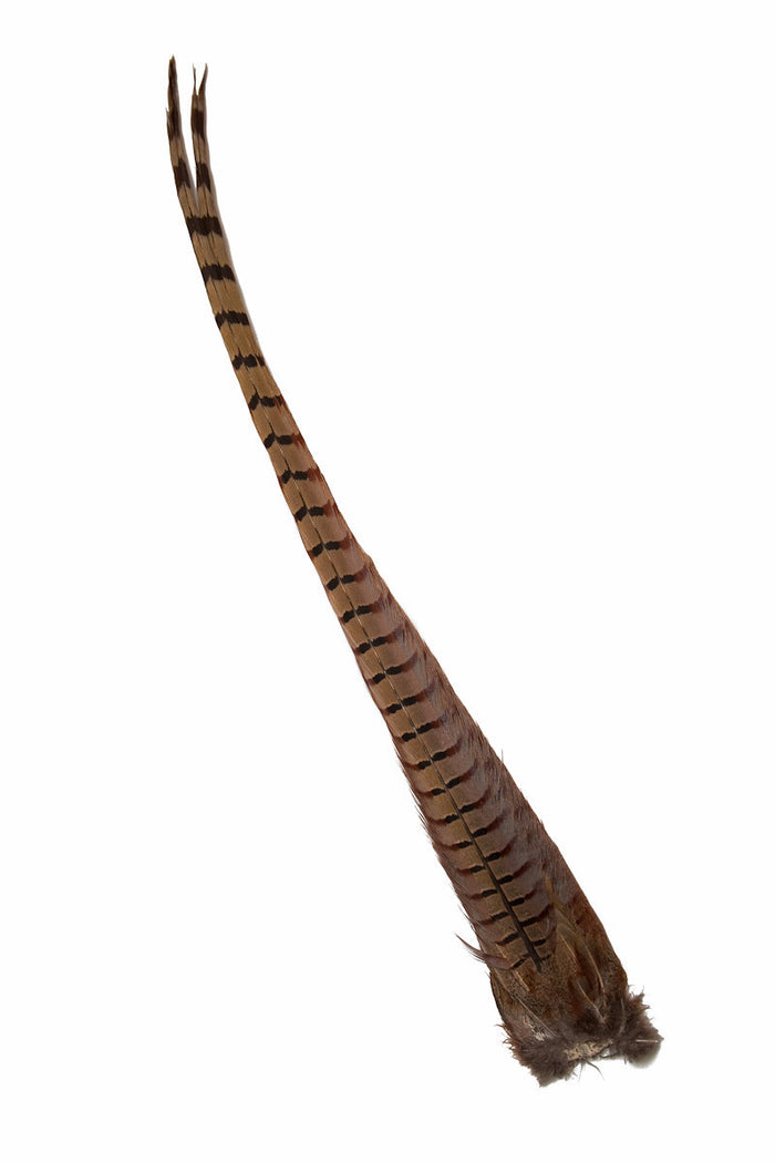 Ringneck Pheasant Complete Tail