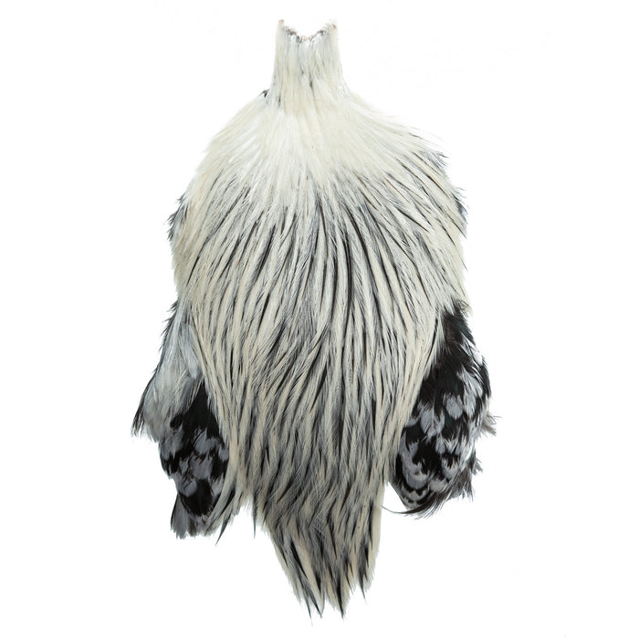 Silver Badger