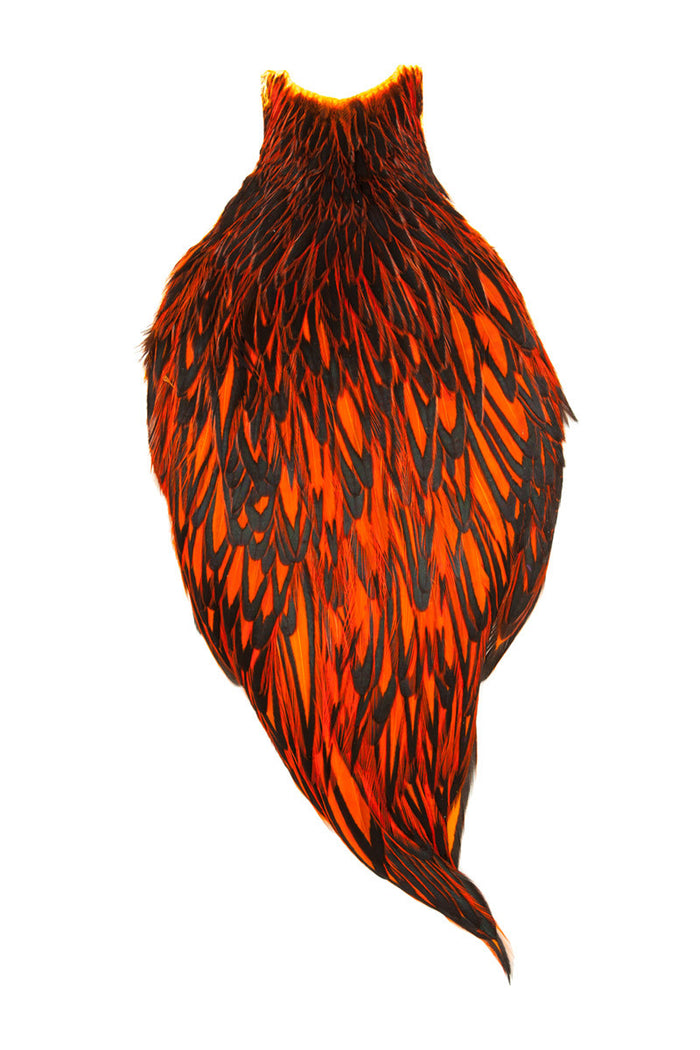 BLW Orange