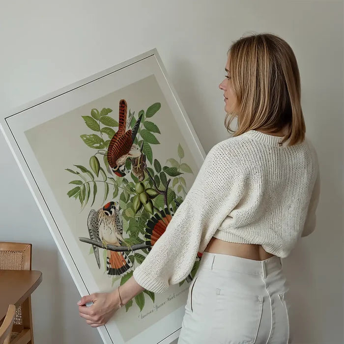 American Sparrow Hawk Vintage Bird Print held up against a living room wall