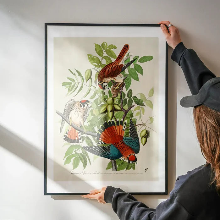 American Sparrow Hawk Vintage Bird Print being hung on a wall in a black frame