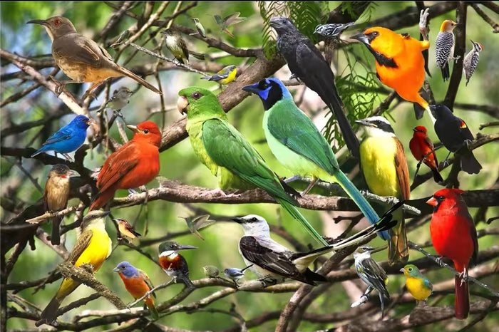 Birds