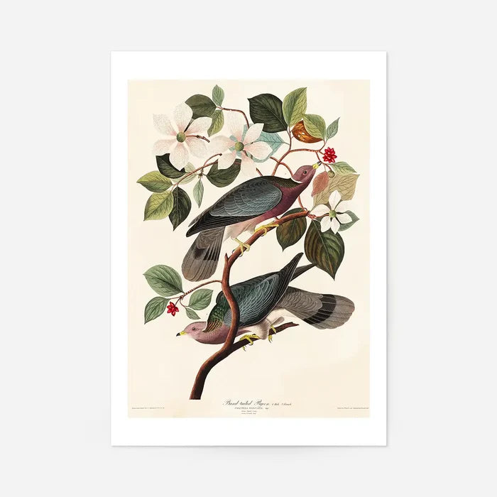 Band Tailed Pigeon Vintage Bird Print