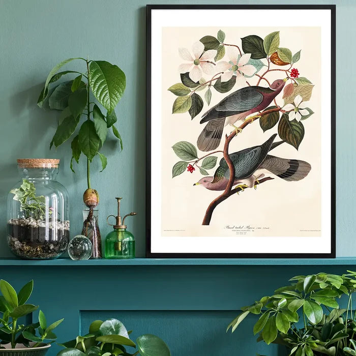 Band Tailed Pigeon Vintage Bird Print black framed on a living room shelf