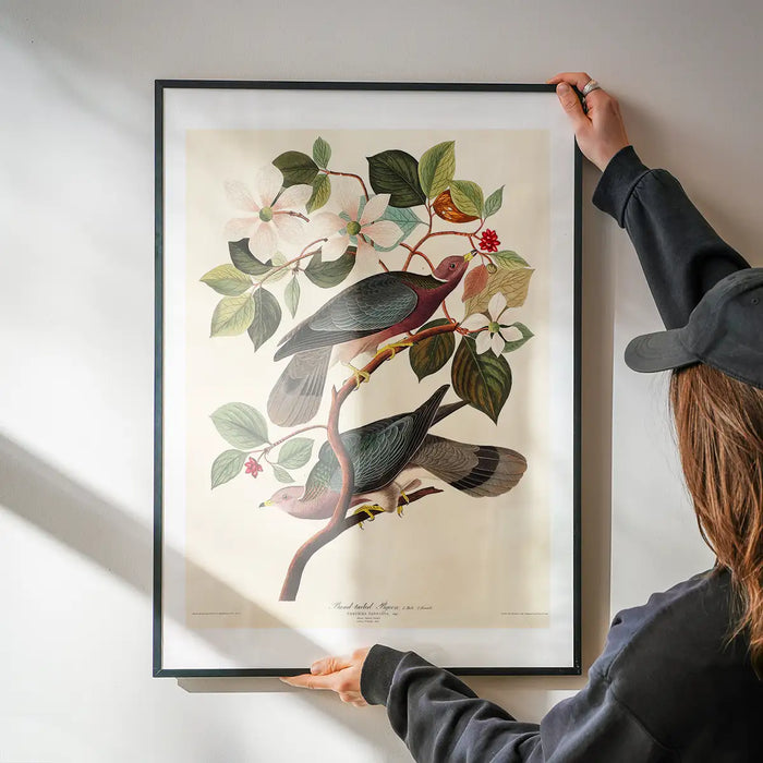 Band Tailed Pigeon Vintage Bird Print being hung on a wall in a black frame