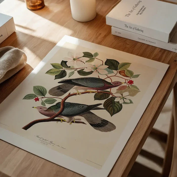 Band Tailed Pigeon Vintage Bird Print unframed on a home office desk