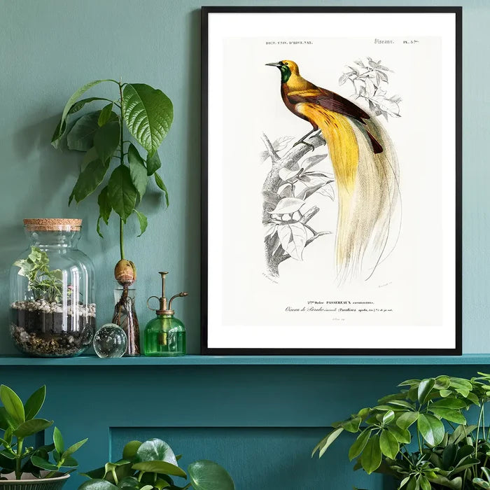 Bird of Paradise Vintage Bird Print black framed on a living room shelf