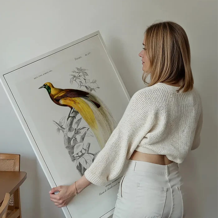 Bird of Paradise Vintage Bird Print held up against a living room wall