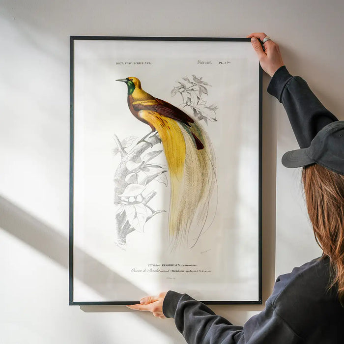 Bird of Paradise Vintage Bird Print being hung on a wall in a black frame