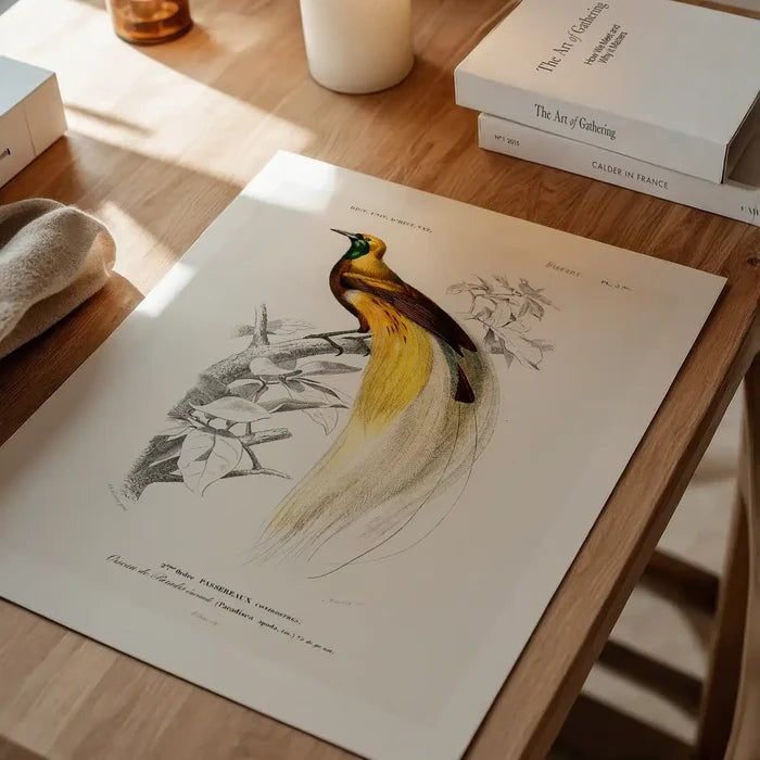 Bird of Paradise Vintage Bird Print unframed on a home office desk