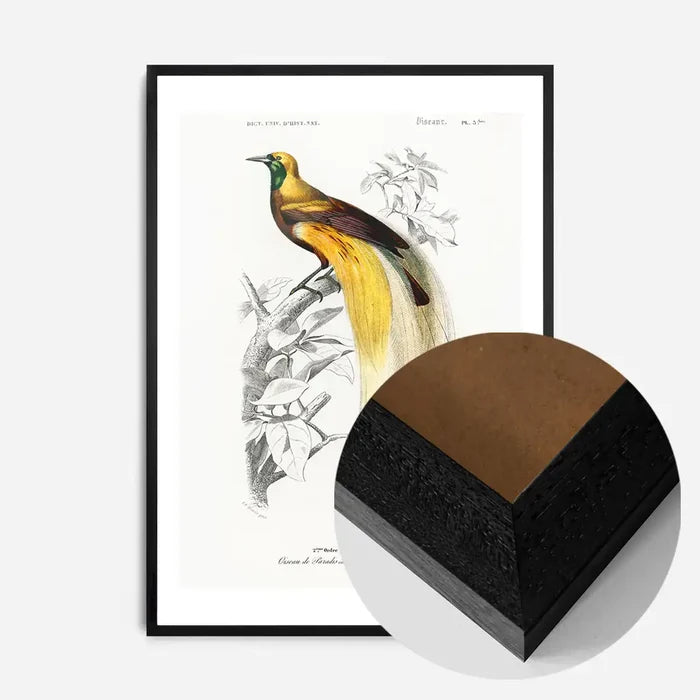 21x30cm | 8¼ x 11¾in / Black Wood Frame