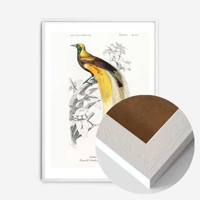 21x30cm | 8¼ x 11¾in / White Wood Frame
