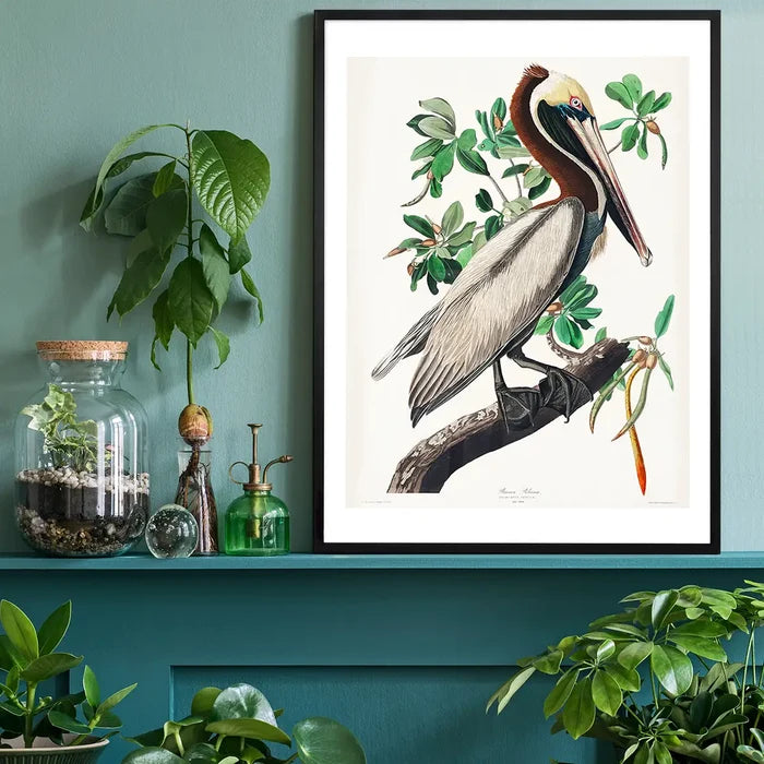 Brown Pelican Vintage Bird Print black framed on a living room shelf