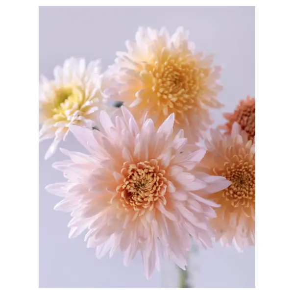 Chrysanthemums
