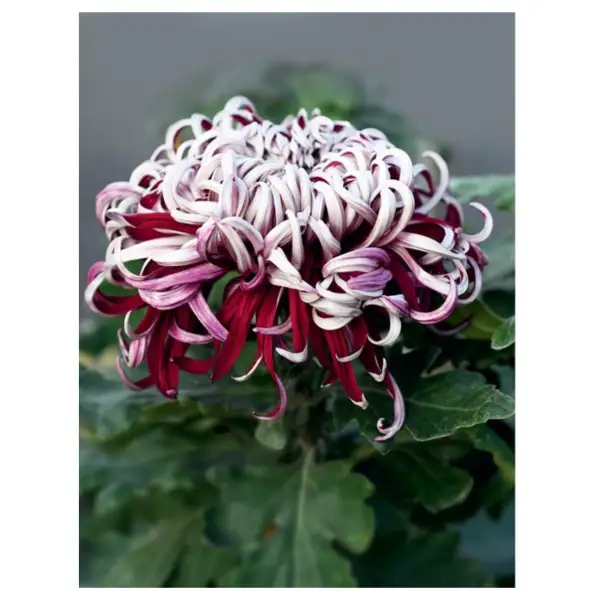 Chrysanthemums