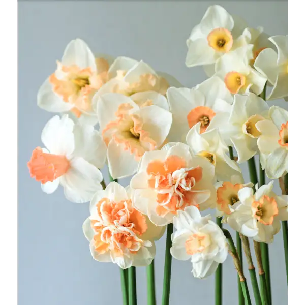 Daffodils: Beautiful Varieties for Home and Garden