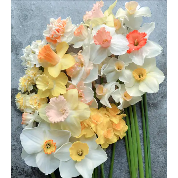 Daffodils: Beautiful Varieties for Home and Garden