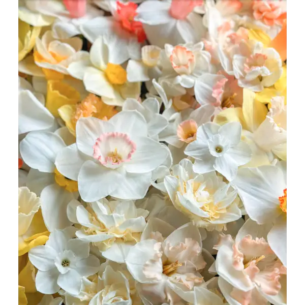 Daffodils: Beautiful Varieties for Home and Garden