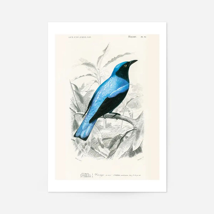 Drongo Vintage Bird Print