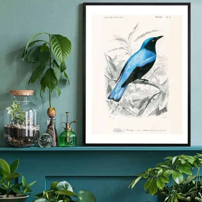 Drongo Vintage Bird Print black framed on a living room shelf
