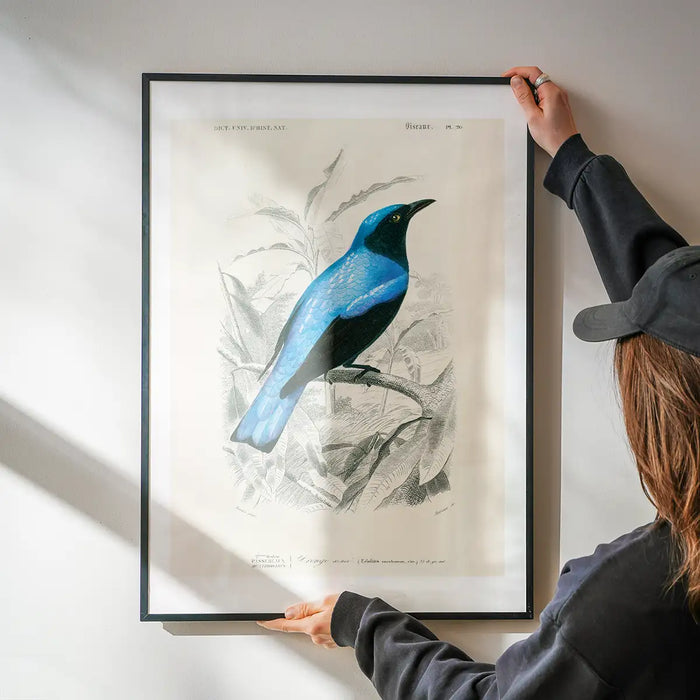 Drongo Vintage Bird Print being hung on a wall in a black frame