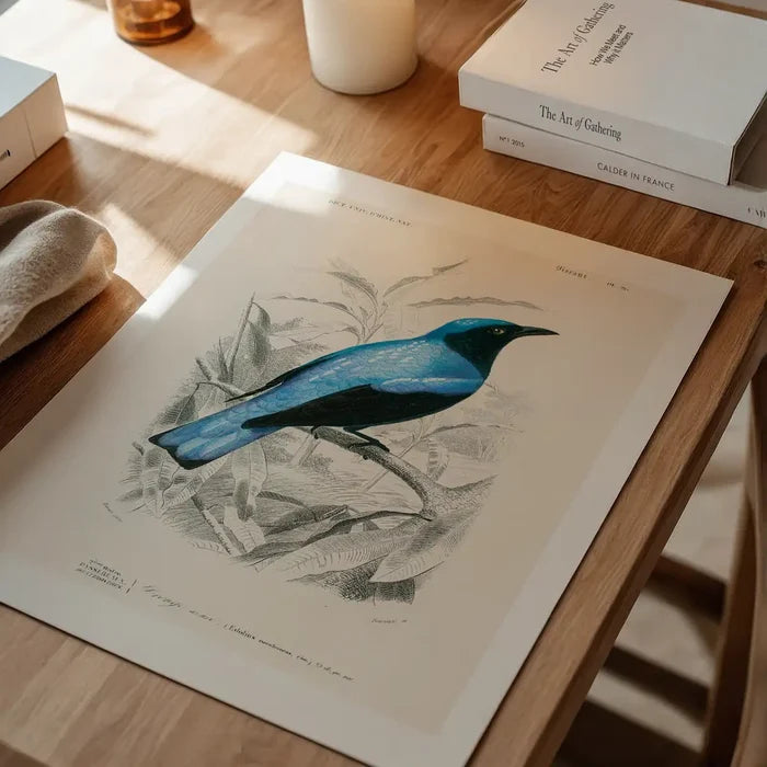 Drongo Vintage Bird Print unframed on a home office desk
