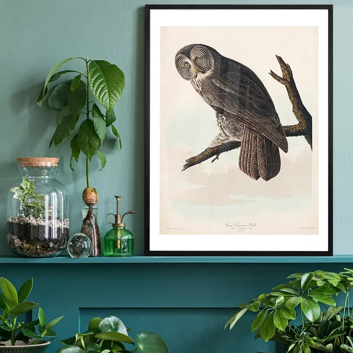 Great Owl Vintage Bird Print black framed on a living room shelf