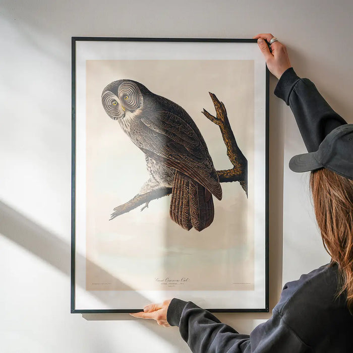 Great Owl Vintage Bird Print being hung on a wall in a black frame