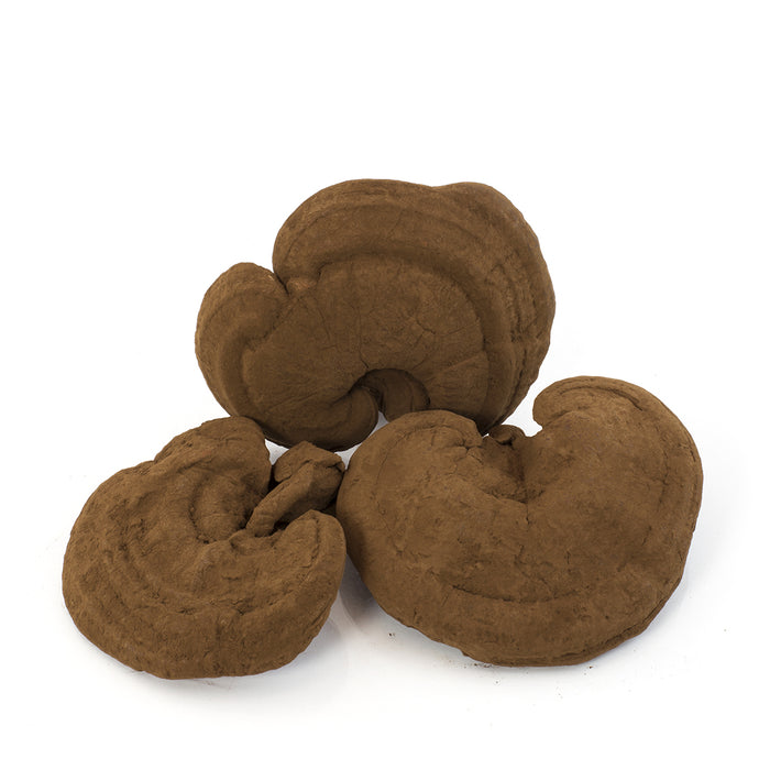 Japanese Red LingZhi / Reishi (Ganoderma Lucidum) (16oz)
