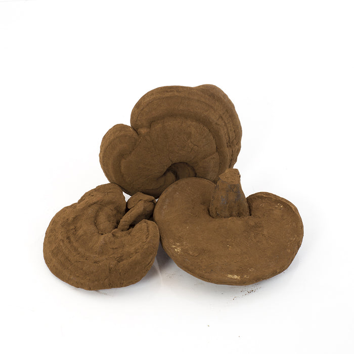 Japanese Red LingZhi / Reishi (Ganoderma Lucidum) (16oz)