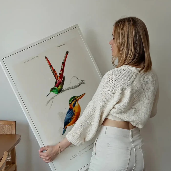 Kingfisher Passerine Vintage Bird Print held up against a living room wall