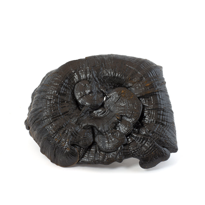 Lucid Ganoderma / Black LingZhi / Reishi  (16oz)