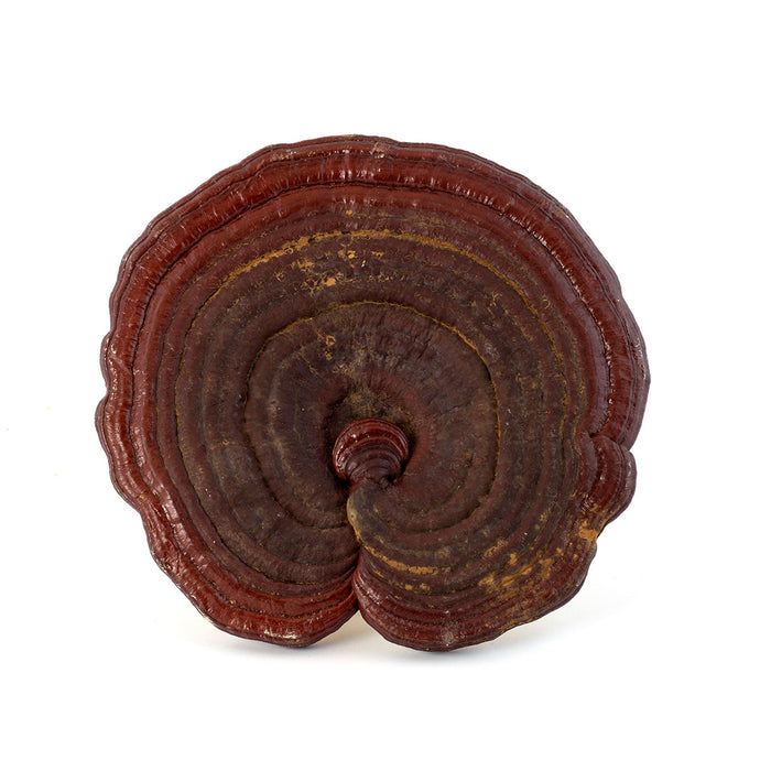 Lucid Ganoderma / Red Ling Zhi (16oz)