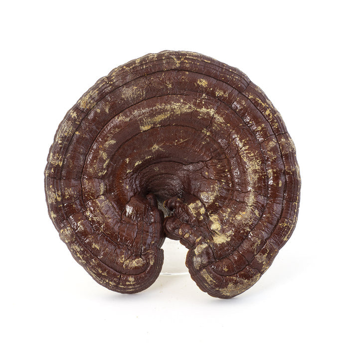Lucid Ganoderma / Red Ling Zhi (16oz)