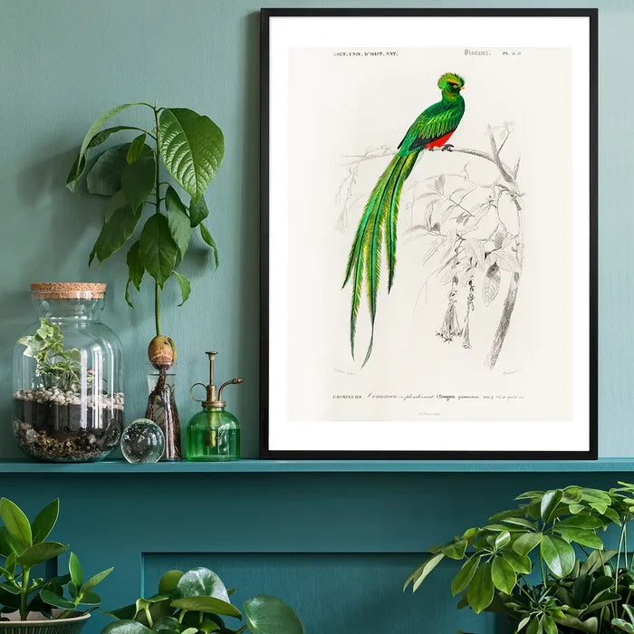 Peacock Trogon Vintage Bird Print black framed on a living room shelf