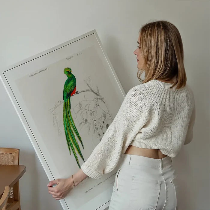 Peacock Trogon Vintage Bird Print held up against a living room wall