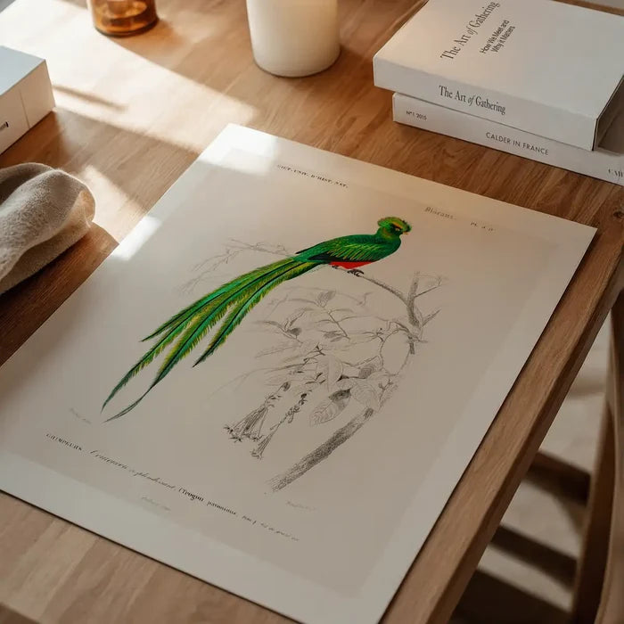 Peacock Trogon Vintage Bird Print unframed on a home office desk