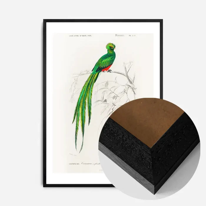 21x30cm | 8¼ x 11¾in / Black Wood Frame