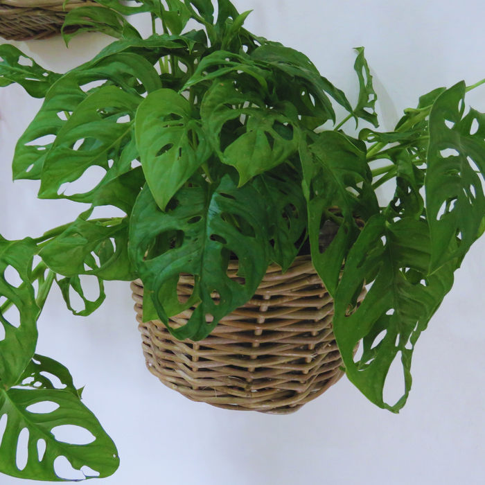 Rattan Wall Basket