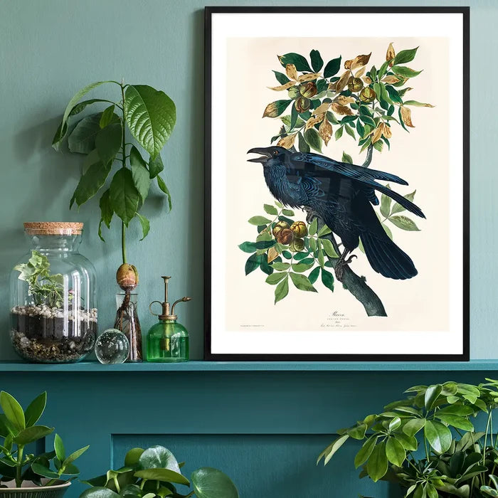 Raven Vintage Bird Print black framed on a living room shelf
