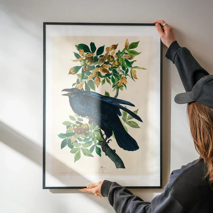 Raven Vintage Bird Print being hung on a wall in a black frame