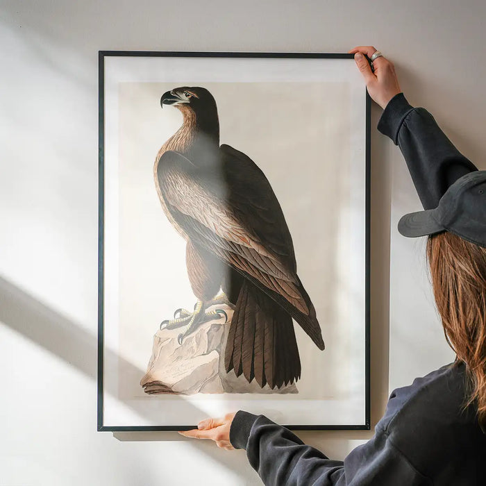 Sea Eagle Vintage Bird Print being hung on a wall in a black frame
