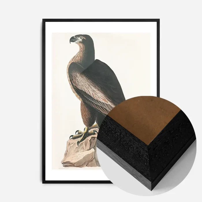 21x30cm | 8¼ x 11¾in / Black Wood Frame