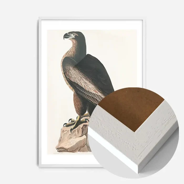 21x30cm | 8¼ x 11¾in / White Wood Frame
