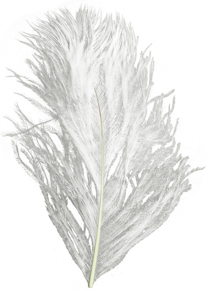Spirit River UV2 Ostrich Plume