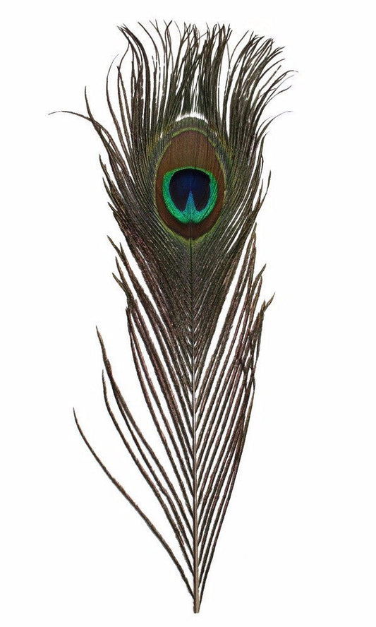 Spirit River UV2 Peacock Eyes