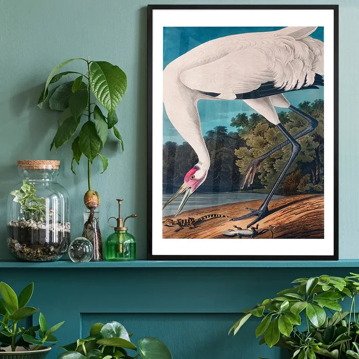 Whooping Crane 2 Vintage Bird Print black framed on a living room shelf