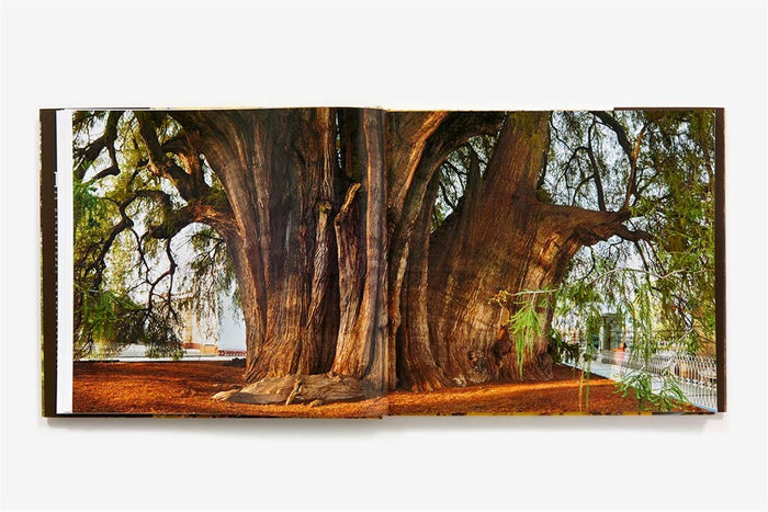 Wise Trees
